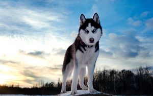 Preview wallpaper husky, dog, hill, snow