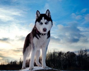 Preview wallpaper husky, dog, hill, snow