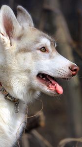 Preview wallpaper husky, dog, holiday, profile