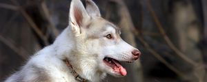 Preview wallpaper husky, dog, holiday, profile