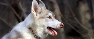 Preview wallpaper husky, dog, holiday, profile