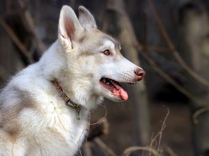 Preview wallpaper husky, dog, holiday, profile