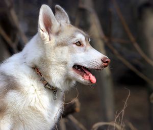 Preview wallpaper husky, dog, holiday, profile