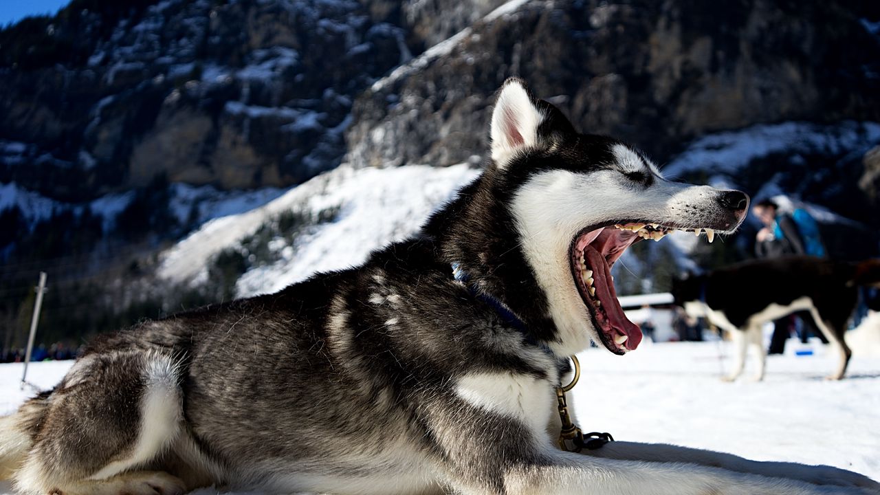 Wallpaper husky, dog, jaws, snow