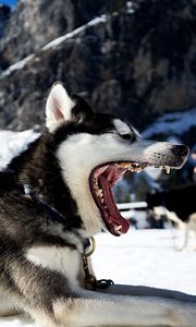 Preview wallpaper husky, dog, jaws, snow