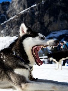 Preview wallpaper husky, dog, jaws, snow