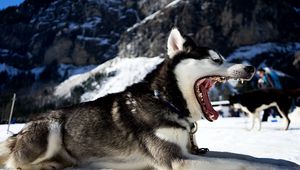 Preview wallpaper husky, dog, jaws, snow