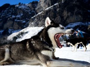 Preview wallpaper husky, dog, jaws, snow