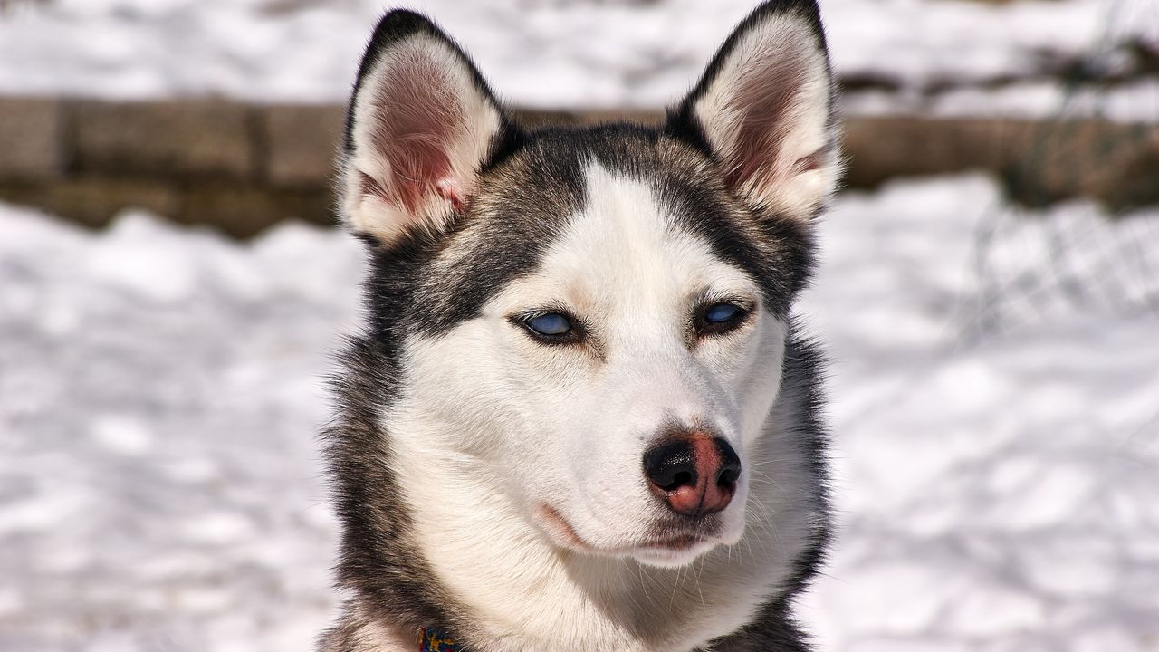Wallpaper husky, dog, muzzle, snow