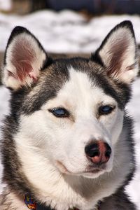 Preview wallpaper husky, dog, muzzle, snow