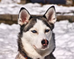 Preview wallpaper husky, dog, muzzle, snow