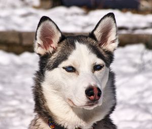Preview wallpaper husky, dog, muzzle, snow