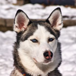 Preview wallpaper husky, dog, muzzle, snow