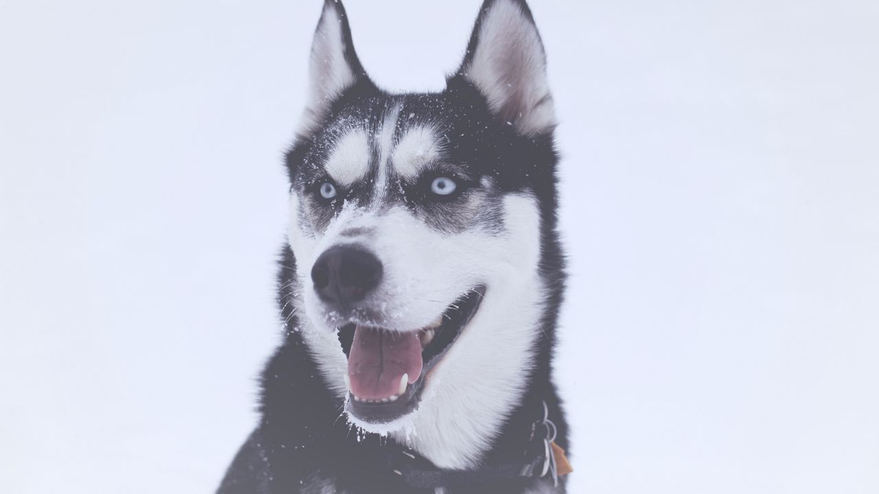 Wallpaper husky, dog, muzzle, blue-eyed