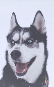 Preview wallpaper husky, dog, muzzle, blue-eyed