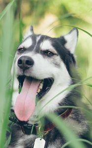 Preview wallpaper husky, dog, muzzle, protruding tongue