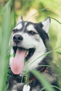 Preview wallpaper husky, dog, muzzle, protruding tongue