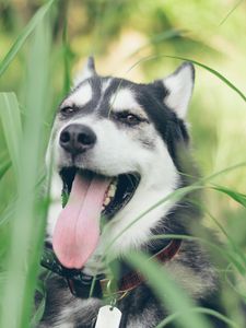 Preview wallpaper husky, dog, muzzle, protruding tongue