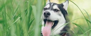 Preview wallpaper husky, dog, muzzle, protruding tongue