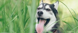 Preview wallpaper husky, dog, muzzle, protruding tongue