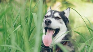 Preview wallpaper husky, dog, muzzle, protruding tongue