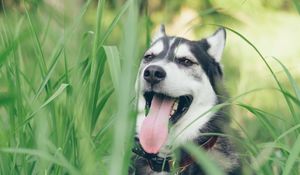 Preview wallpaper husky, dog, muzzle, protruding tongue