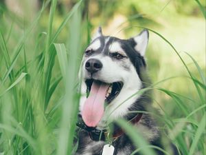 Preview wallpaper husky, dog, muzzle, protruding tongue