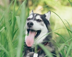 Preview wallpaper husky, dog, muzzle, protruding tongue