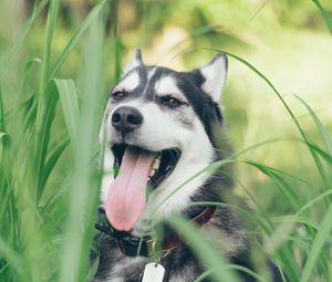 Preview wallpaper husky, dog, muzzle, protruding tongue