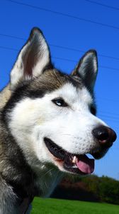 Preview wallpaper husky, dog, muzzle, eyes