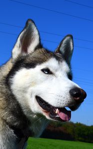 Preview wallpaper husky, dog, muzzle, eyes