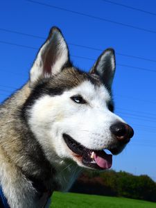 Preview wallpaper husky, dog, muzzle, eyes