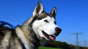 Preview wallpaper husky, dog, muzzle, eyes