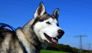 Preview wallpaper husky, dog, muzzle, eyes