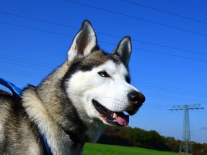 Preview wallpaper husky, dog, muzzle, eyes