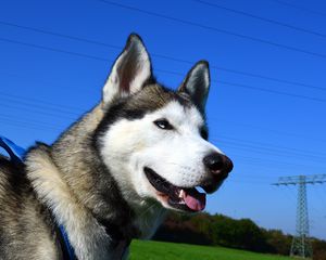 Preview wallpaper husky, dog, muzzle, eyes