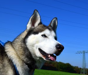 Preview wallpaper husky, dog, muzzle, eyes