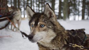 Preview wallpaper husky, dog, muzzle