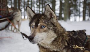 Preview wallpaper husky, dog, muzzle