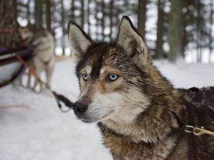 Preview wallpaper husky, dog, muzzle