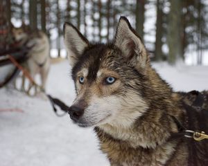 Preview wallpaper husky, dog, muzzle