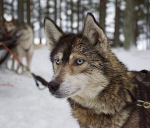 Preview wallpaper husky, dog, muzzle