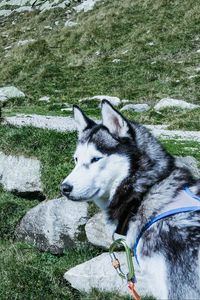 Preview wallpaper husky, dog, muzzle, light