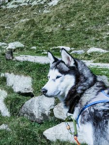 Preview wallpaper husky, dog, muzzle, light