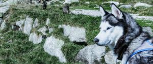 Preview wallpaper husky, dog, muzzle, light