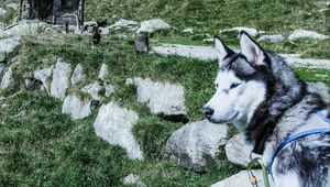 Preview wallpaper husky, dog, muzzle, light