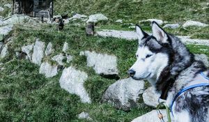 Preview wallpaper husky, dog, muzzle, light