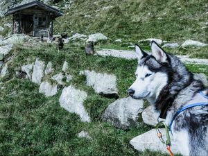 Preview wallpaper husky, dog, muzzle, light