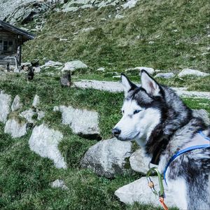 Preview wallpaper husky, dog, muzzle, light