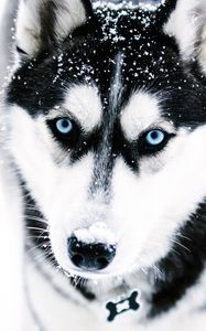 Preview wallpaper husky, dog, muzzle, blue-eyed